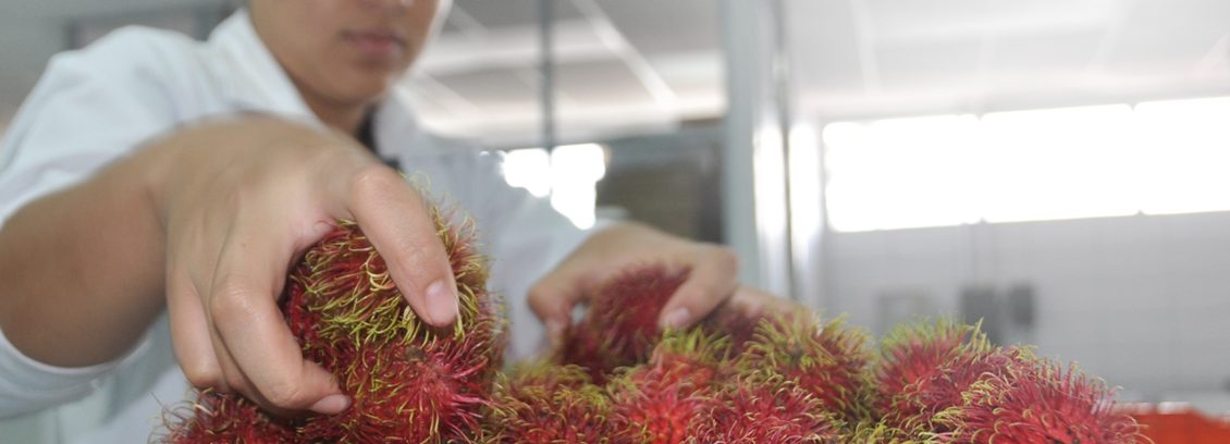 Control de calidad de fruta antes de exportar
